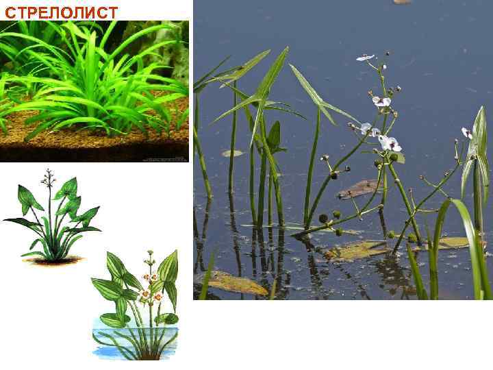 СТРЕЛОЛИСТ 