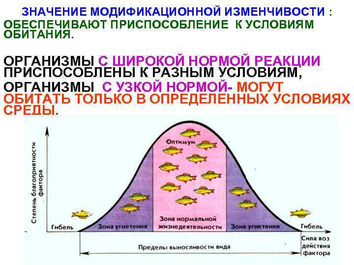 Закономерности изменчивости модификационная изменчивость норма реакции презентация 9 класс