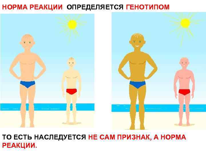 НОРМА РЕАКЦИИ ОПРЕДЕЛЯЕТСЯ ГЕНОТИПОМ ТО ЕСТЬ НАСЛЕДУЕТСЯ НЕ САМ ПРИЗНАК, А НОРМА РЕАКЦИИ. 