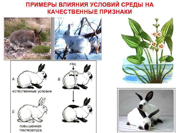 ПРИМЕРЫ ВЛИЯНИЯ УСЛОВИЙ СРЕДЫ НА КАЧЕСТВЕННЫЕ ПРИЗНАКИ 