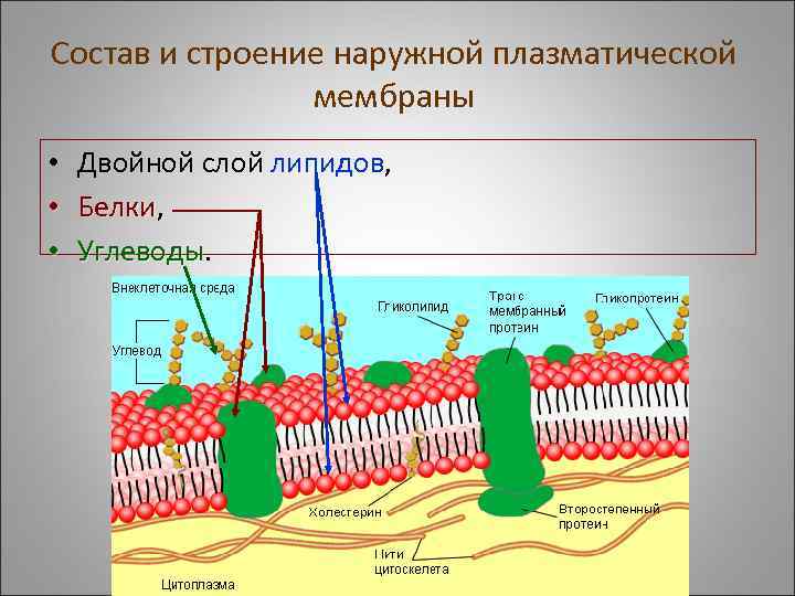 Состав и строение наружной плазматической мембраны • Двойной слой липидов, липидов • Белки, Белки