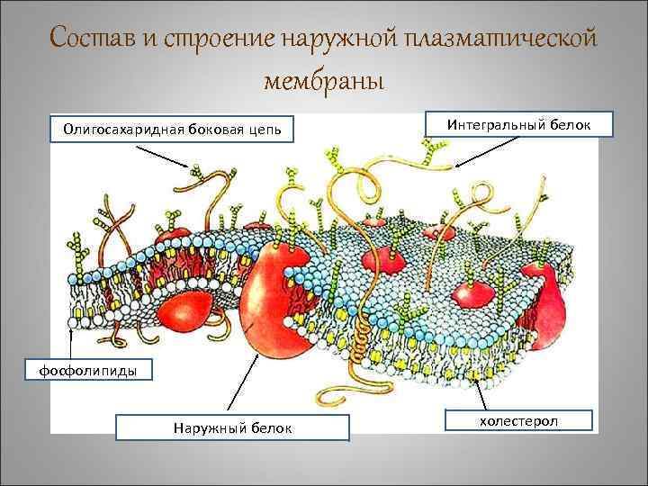 Состав и строение наружной плазматической мембраны Олигосахаридная боковая цепь Интегральный белок фосфолипиды Наружный белок