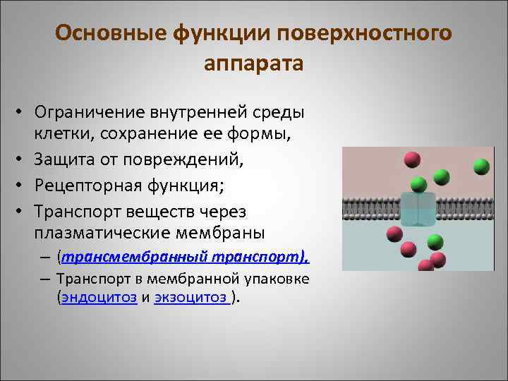 Основные функции поверхностного аппарата • Ограничение внутренней среды клетки, сохранение ее формы, • Защита