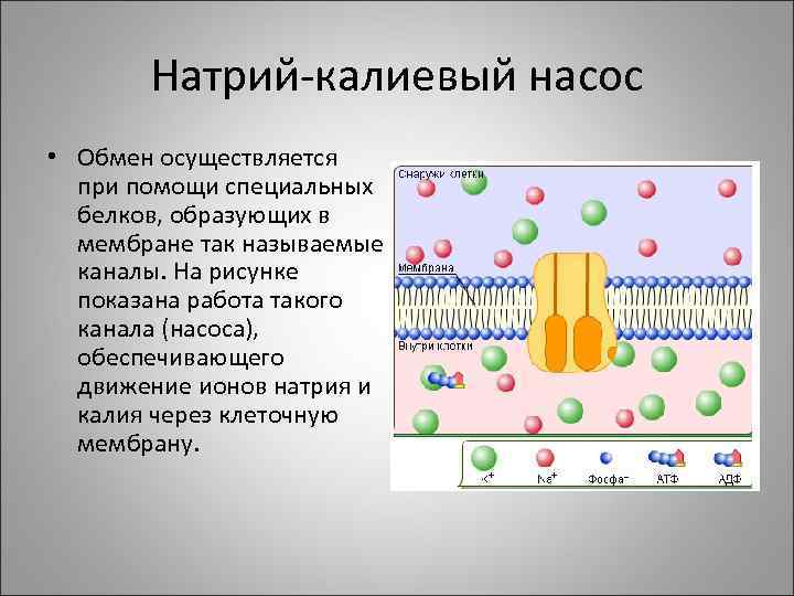 Натрий-калиевый насос • Обмен осуществляется при помощи специальных белков, образующих в мембране так называемые