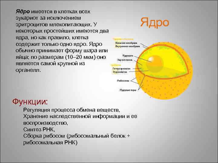 Ядро имеется в клетках всех эукариот за исключением эритроцитов млекопитающих. У некоторых простейших имеются