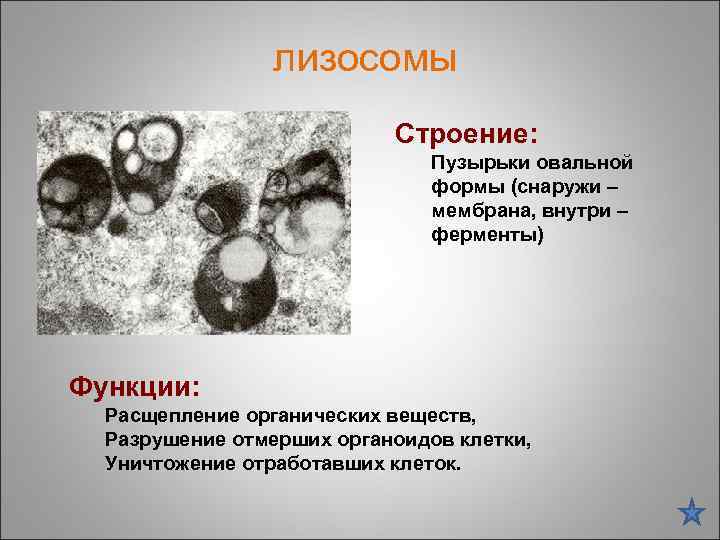 лизосомы Строение: Пузырьки овальной формы (снаружи – мембрана, внутри – ферменты) Функции: Расщепление органических