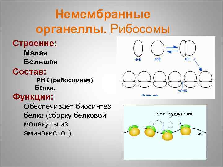 Немембранные органеллы. Рибосомы Строение: Малая Большая Состав: РНК (рибосомная) Белки. Функции: Обеспечивает биосинтез белка