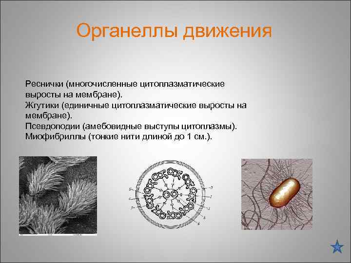 Органеллы движения Реснички (многочисленные цитоплазматические выросты на мембране). Жгутики (единичные цитоплазматические выросты на мембране).
