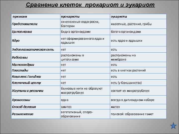 Сравнение клеток прокариот и эукариот признаки прокариоты синезеленые водо-росли, бактерии эукариоты Цитоплазма бедна органоидами