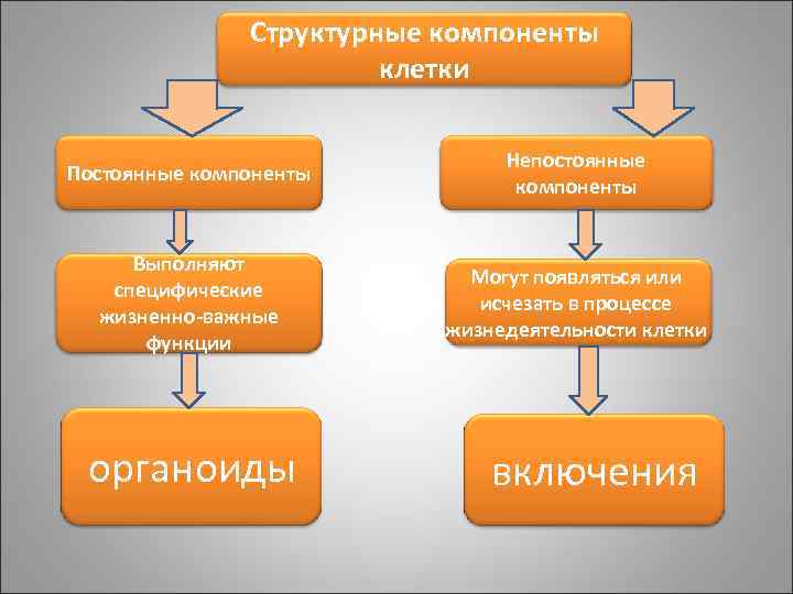 Структурные компоненты клетки Постоянные компоненты Непостоянные компоненты Выполняют специфические жизненно-важные функции Могут появляться или