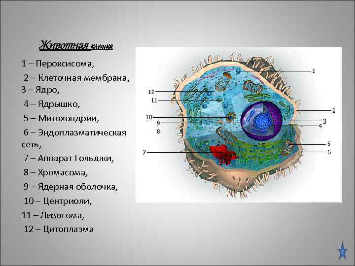 Животная клетка 1 – Пероксисома, 2 – Клеточная мембрана, 3 – Ядро, 4 –