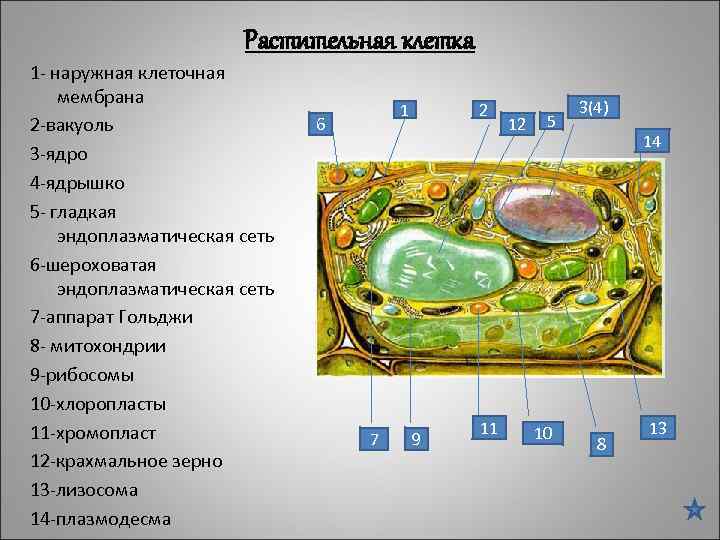 Растительная клетка 1 - наружная клеточная мембрана 2 -вакуоль 3 -ядро 4 -ядрышко 5