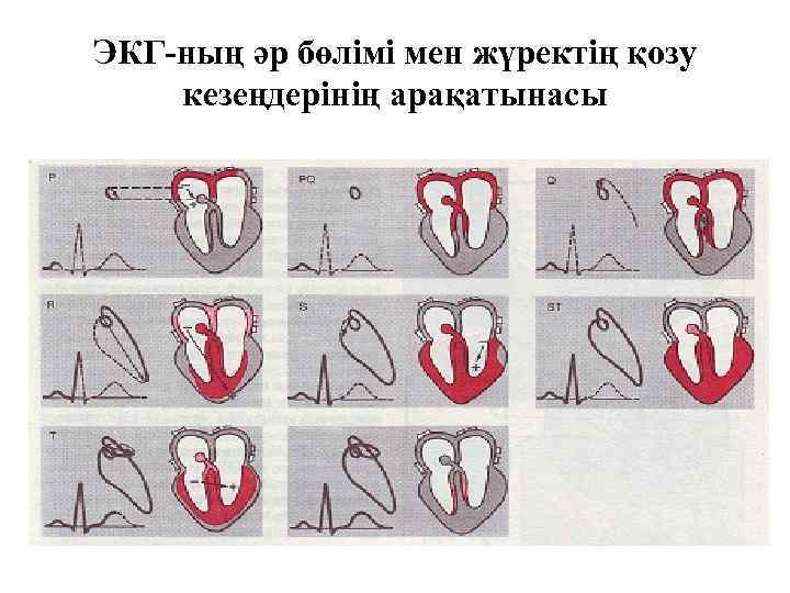 ЭКГ-ның әр бөлімі мен жүректің қозу кезеңдерінің арақатынасы 