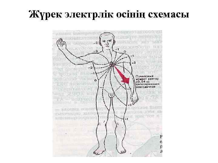 Жүрек электрлік осінің схемасы 