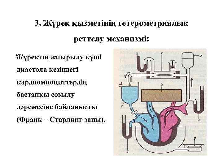 3. Жүрек қызметінің гетерометриялық реттелу механизмі: Жүректің жиырылу күші диастола кезіндегі кардиомиоциттердің бастапқы созылу