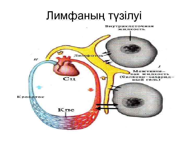 Лимфаның түзілуі 