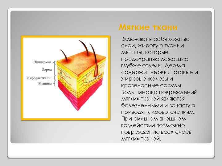Мягкие ткани Включают в себя кожные слои, жировую ткань и мышцы, которые предохраняю лежащие