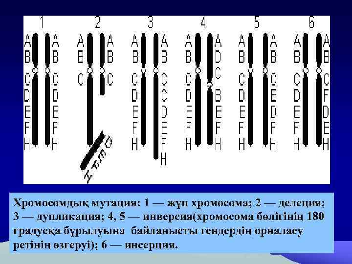 Хромосомдық мутация: 1 — жұп хромосома; 2 — делеция; 3 — дупликация; 4, 5
