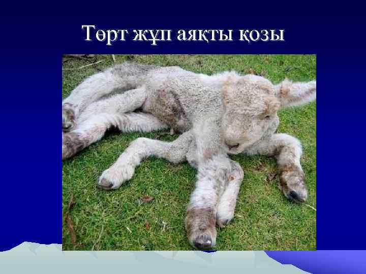 Төрт жұп аяқты қозы 