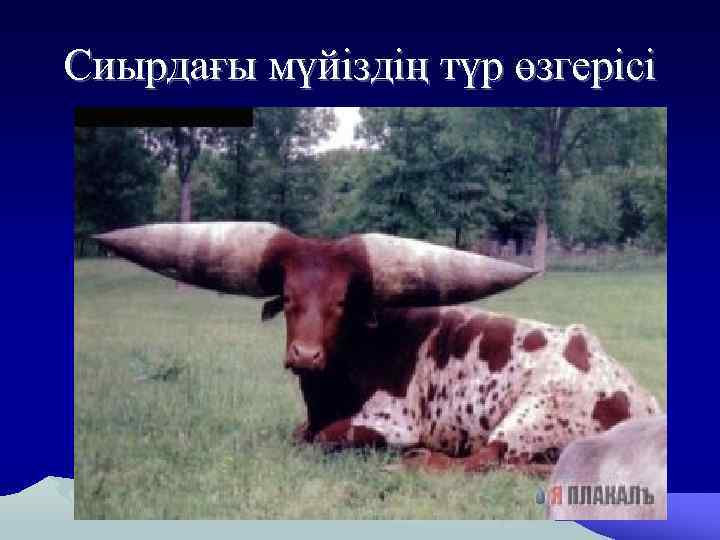 Сиырдағы мүйіздің түр өзгерісі 