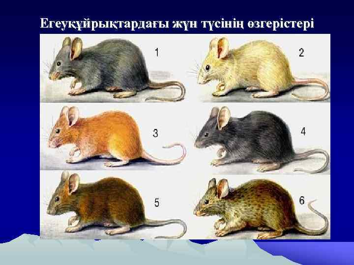 Егеуқұйрықтардағы жүн түсінің өзгерістері 