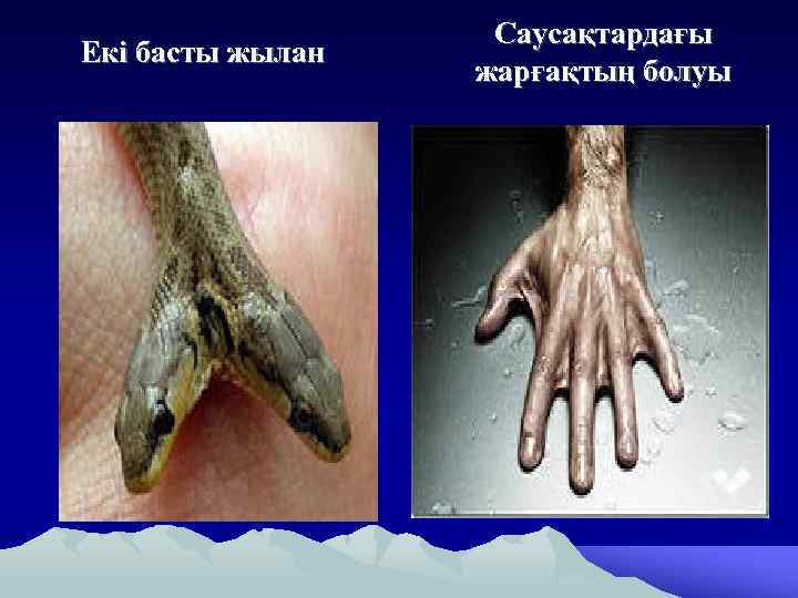 Екі басты жылан Саусақтардағы жарғақтың болуы 