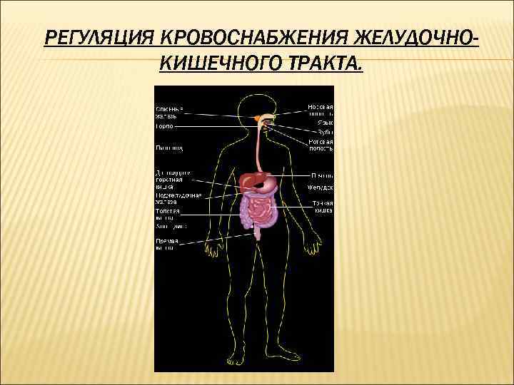РЕГУЛЯЦИЯ КРОВОСНАБЖЕНИЯ ЖЕЛУДОЧНОКИШЕЧНОГО ТРАКТА. 
