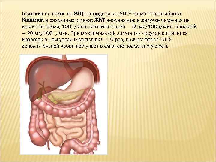 В состоянии покоя на ЖКТ приходится до 20 % сердечного выброса. Кровоток в различных