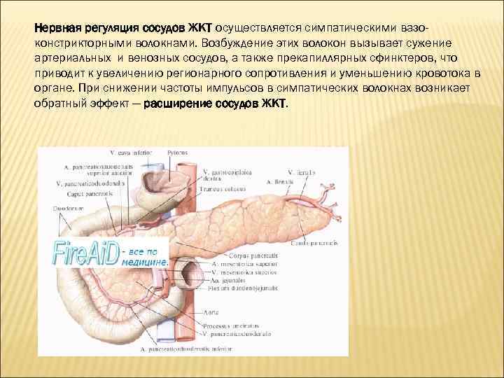 Нервная регуляция сосудов ЖКТ осуществляется симпатическими вазоконстрикторными волокнами. Возбуждение этих волокон вызывает сужение артериальных