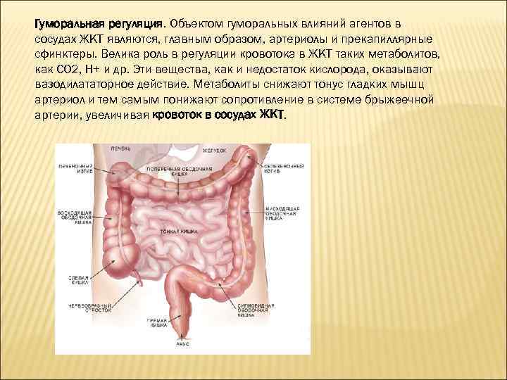 Гуморальная регуляция. Объектом гуморальных влияний агентов в сосудах ЖКТ являются, главным образом, артериолы и
