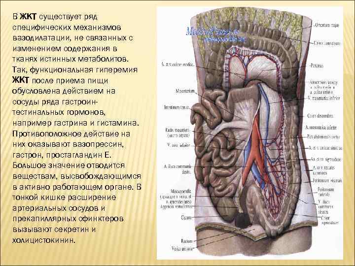 В ЖКТ существует ряд специфических механизмов вазодилатации, не связанных с изменением содержания в тканях