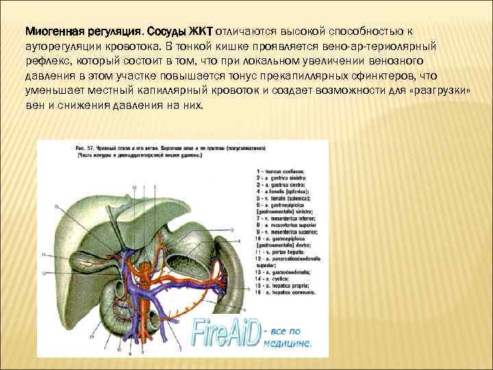 Миогенная регуляция. Сосуды ЖКТ отличаются высокой способностью к ауторегуляции кровотока. В тонкой кишке проявляется