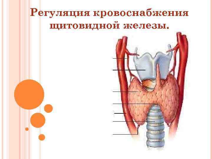 Регуляция кровоснабжения щитовидной железы. 