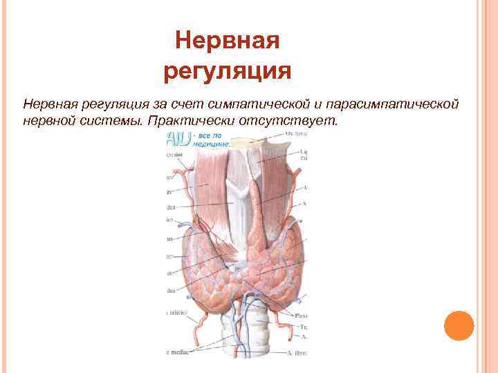 Иннервация щитовидной железы