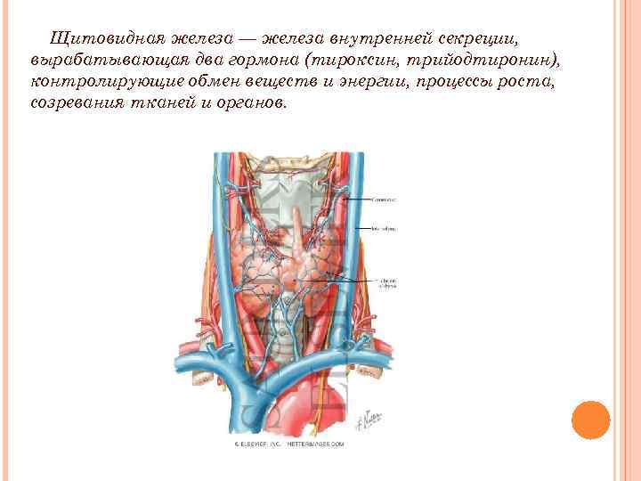 Кровоснабжение щитовидной железы схема