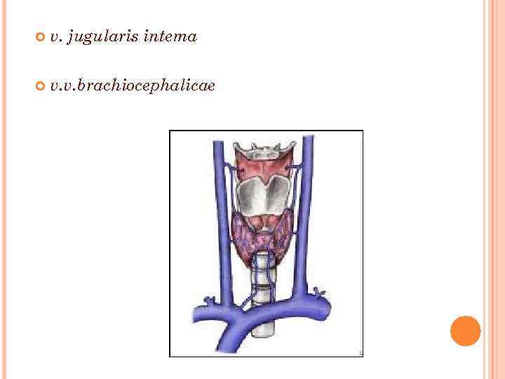  v. jugularis intema v. v. brachiocephalicae 