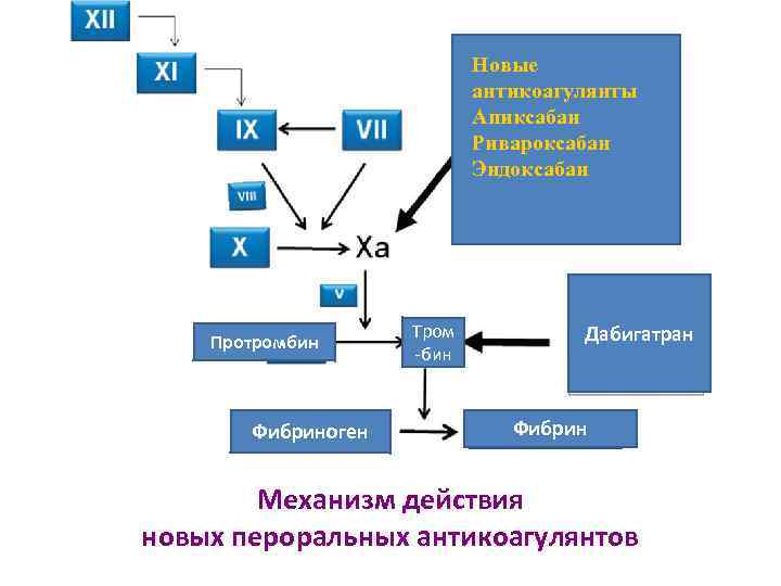 Новые антикоагулянты Апиксабан Ривароксабан Эндоксабан Протромбин Фибриноген Тром -бин Дабигатран Фибрин Механизм действия новых
