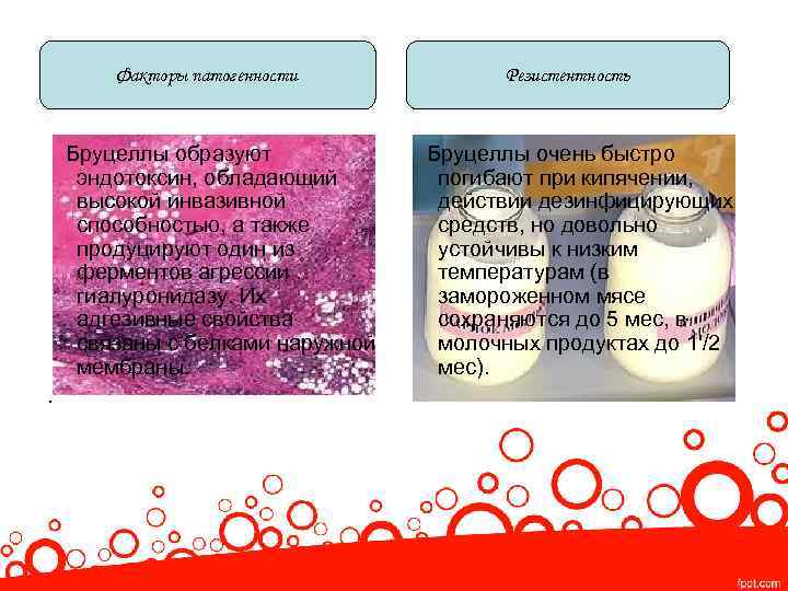 Факторы патогенности Бруцеллы образуют эндотоксин, обладающий высокой инвазивной способностью, а также продуцируют один из