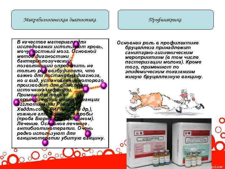 Микробиологическая диагностика В качестве материала для исследования используют кровь, мочу, костный мозг. Основной метод