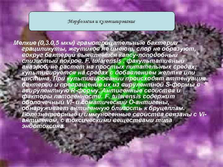 Морфология и культивирование Мелкие (0, 3. 0, 5 мкм) грамотрицательньїе бактерии грациликуты, жгутиков не