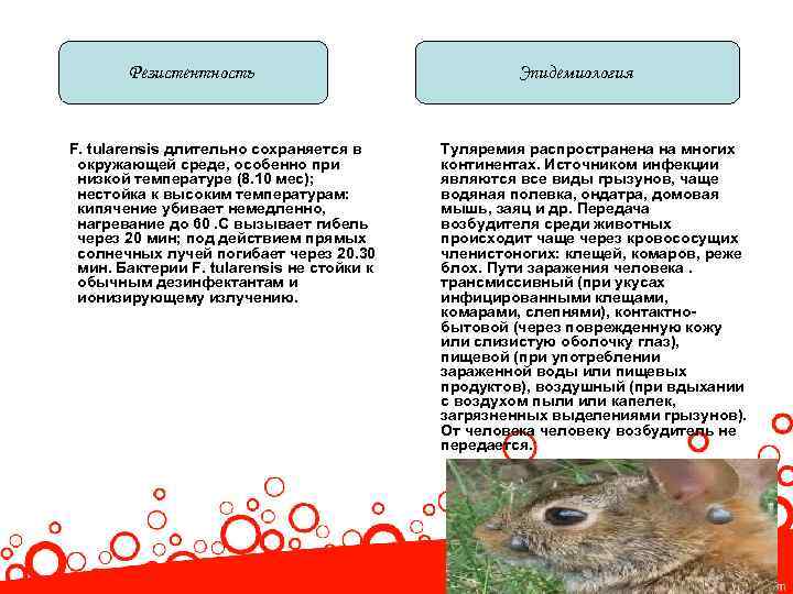 Резистентность F. tularensis длительно сохраняется в окружающей среде, особенно при низкой температуре (8. 10