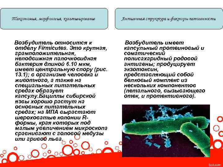 Таксономия, морфология, культивирование Возбудитель относится к отделу Firmicutes. Это крупная, грамположительная, неподвижная палочковидная бактерия