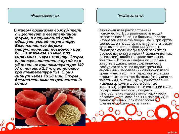 Резистентность В живом организме возбудитель существует в вегетативной форме, в окружающей среде образует устойчивую