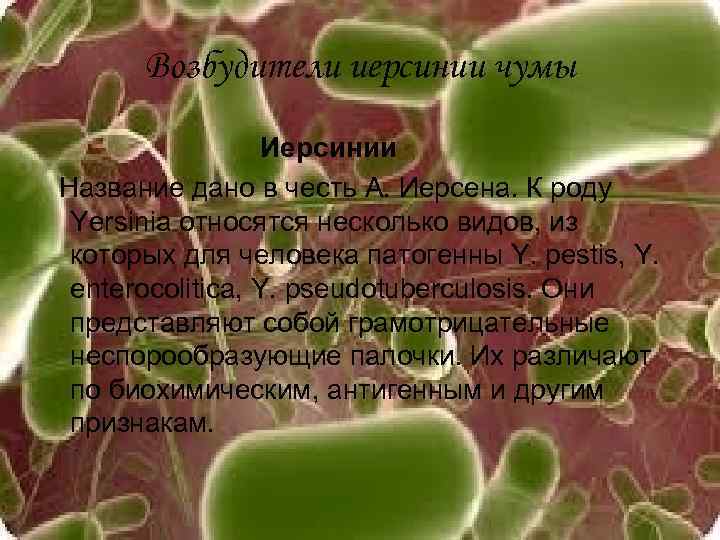 Возбудители иерсинии чумы Иерсинии Название дано в честь А. Иерсена. К роду Yersinia относятся