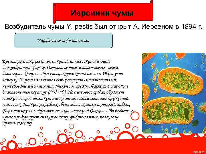 Иерсинии чумы Возбудитель чумы Y. pestis был открыт А. Иерсеном в 1894 г. Морфология
