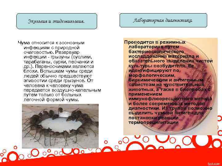 Экология и эпидемиология. Чума относится к зоонозным инфекциям с природной очаговостью. Резервуар инфекции -