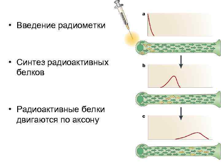  • Введение радиометки • Синтез радиоактивных белков • Радиоактивные белки двигаются по аксону