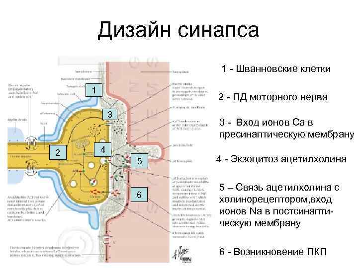 Дизайн синапса 1 - Шванновские клетки 1 2 - ПД моторного нерва 3 2