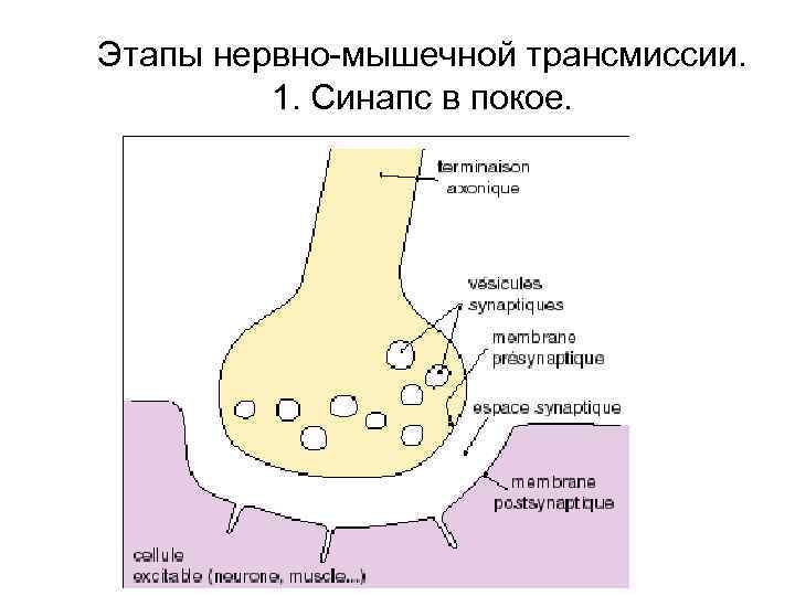 Этапы нервно-мышечной трансмиссии. 1. Синапс в покое. 