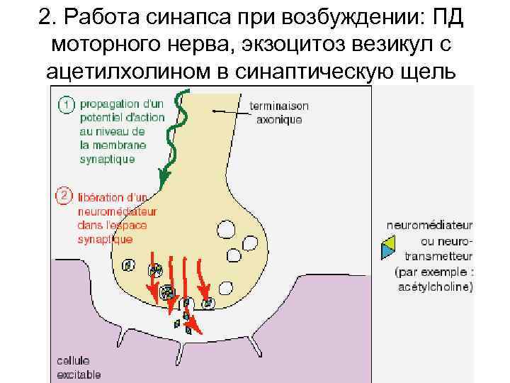 2. Работа синапса при возбуждении: ПД моторного нерва, экзоцитоз везикул с ацетилхолином в синаптическую